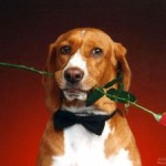 Encuesta de San Valentín acabada
