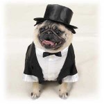 La ropa para perros