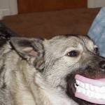 Se unta de mermelada y el perro le muerde el rabo
