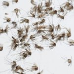 Los terrores del Delta (VIII): La búsqueda del Señor de los Mosquitos